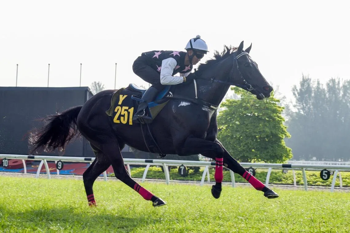 Fortune Rising 
PHOTO: SELANGOR TURF CLUB