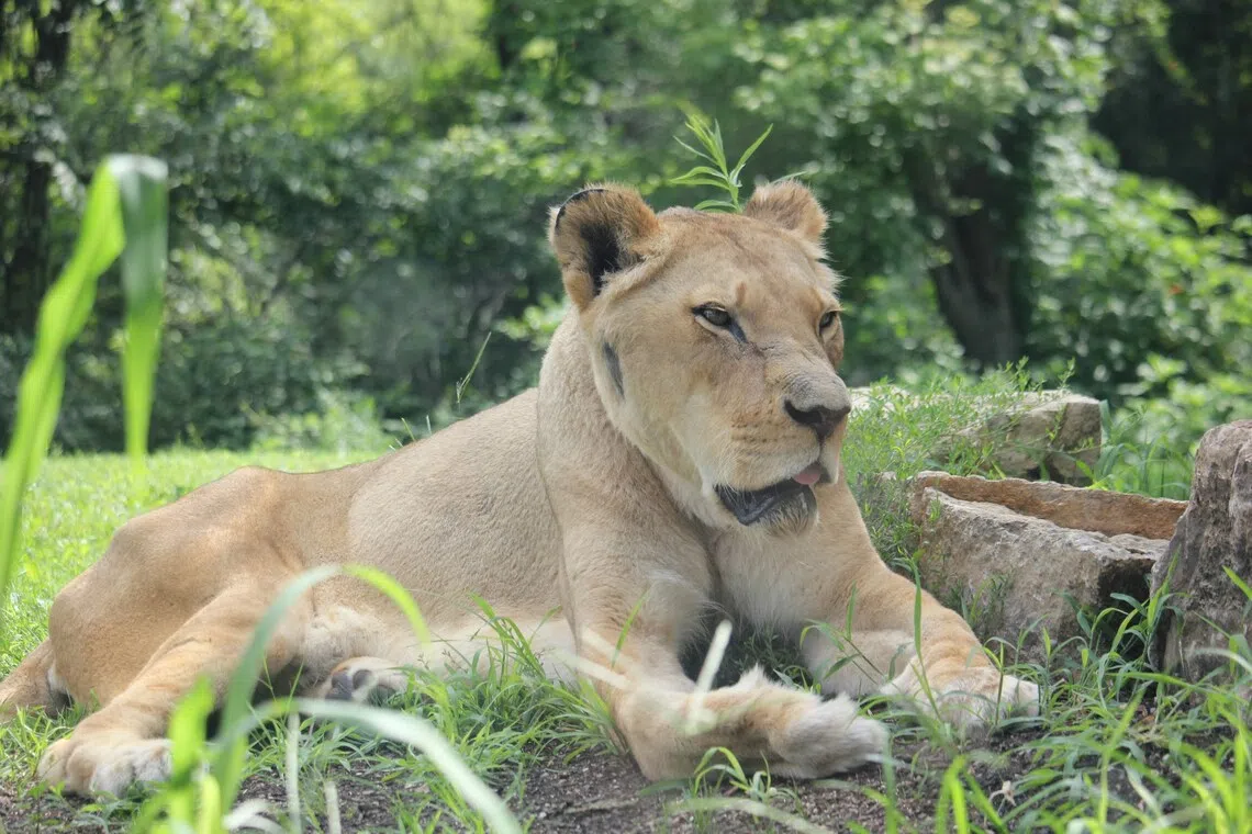The teen was mauled to death by a lioness in full view of zoo visitors after scaling a 6m wall and safety fencing and shimmying down a tree into the enclosure.
