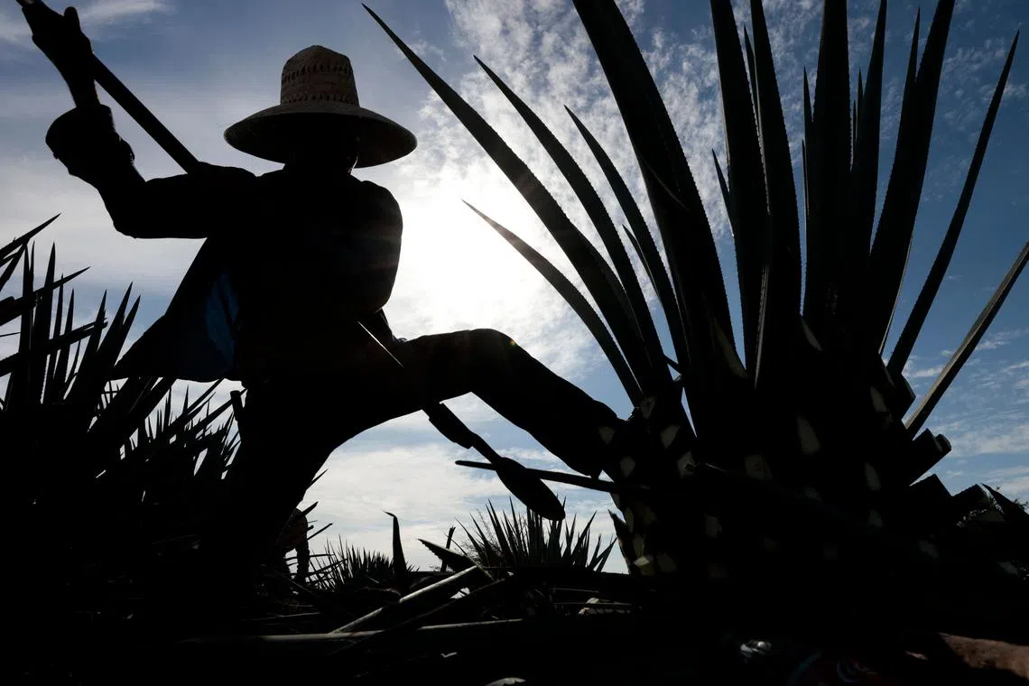A farmer cutting an agave plant, with its extracts used to make tequila in Tequila, Jalisco State, Mexico, on April 16, 2024. 