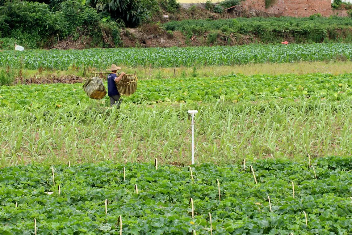 For farmland surveyed in China, greater biodiversity among pollinators such as bees and butterflies was observed when a diverse array of crops, including vegetables, were cultivated in smaller fields.