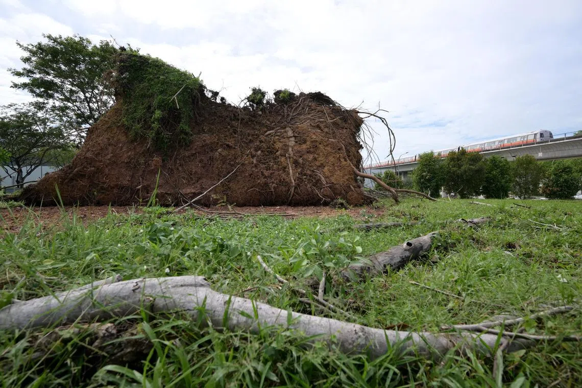 Trees were uprooted along Choa Chu Kang Grove after a heavy storm battered Singapore on the night of Sept 17.