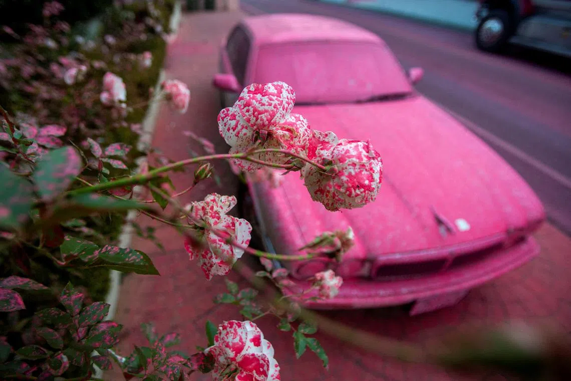 Flowers and a car are covered by fire retardant as the Palisades Fire, one of simultaneous blazes that have ripped across Los Angeles County, burns at the Mandeville Canyon, a neighborhood of Los Angeles, California, U.S. January 11, 2025. REUTERS/Ringo Chiu     TPX IMAGES OF THE DAY     
