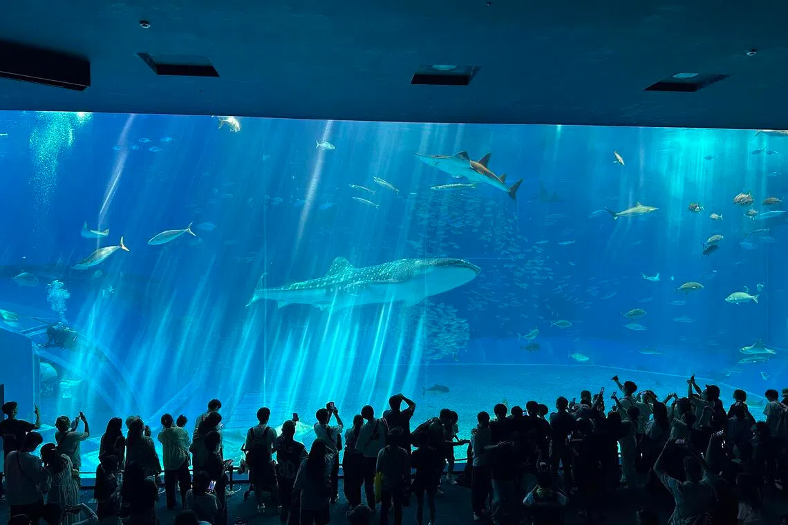 dacol21 - The whale shark Jinta at the Okinawa Churaumi Aquarium is nearly 9m long.
ST PHOTO: DANSON CHEONG