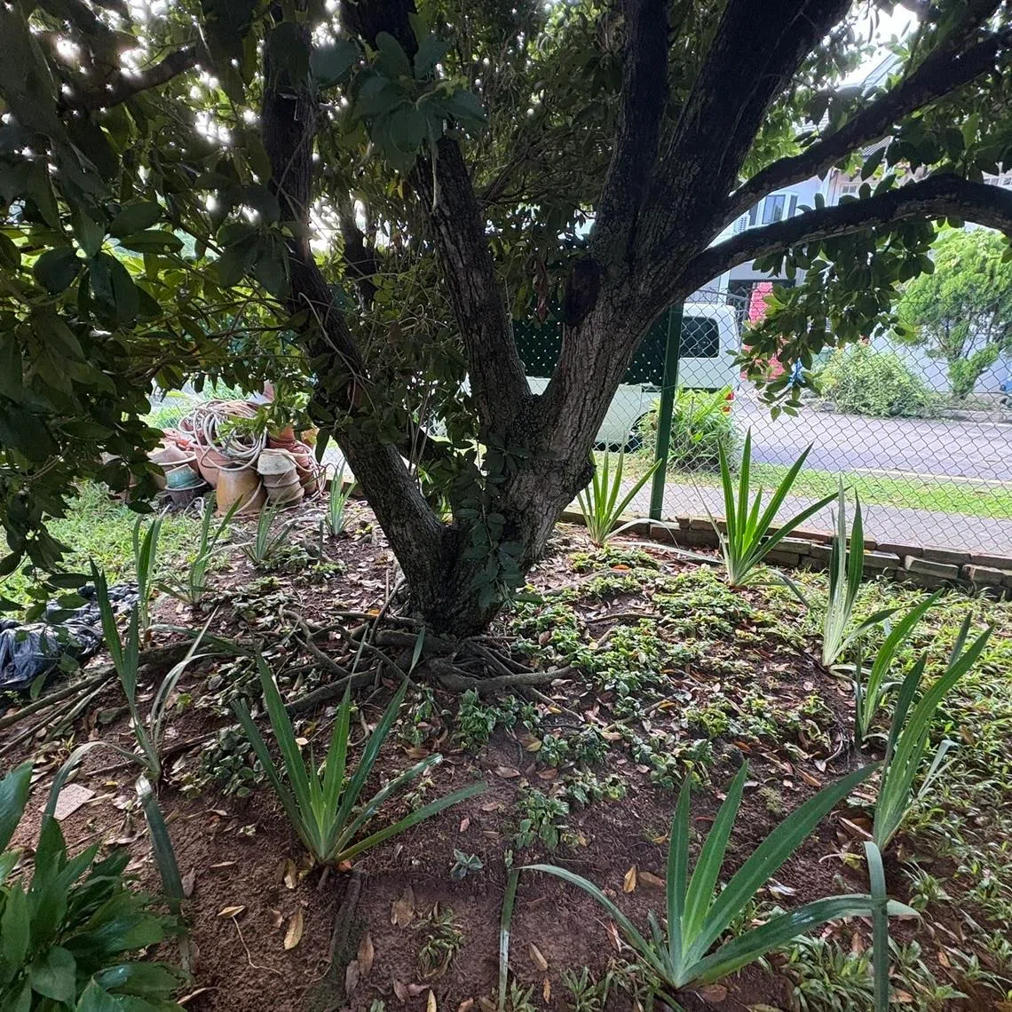 The plants' current location under the tree canopy is too dark for them.