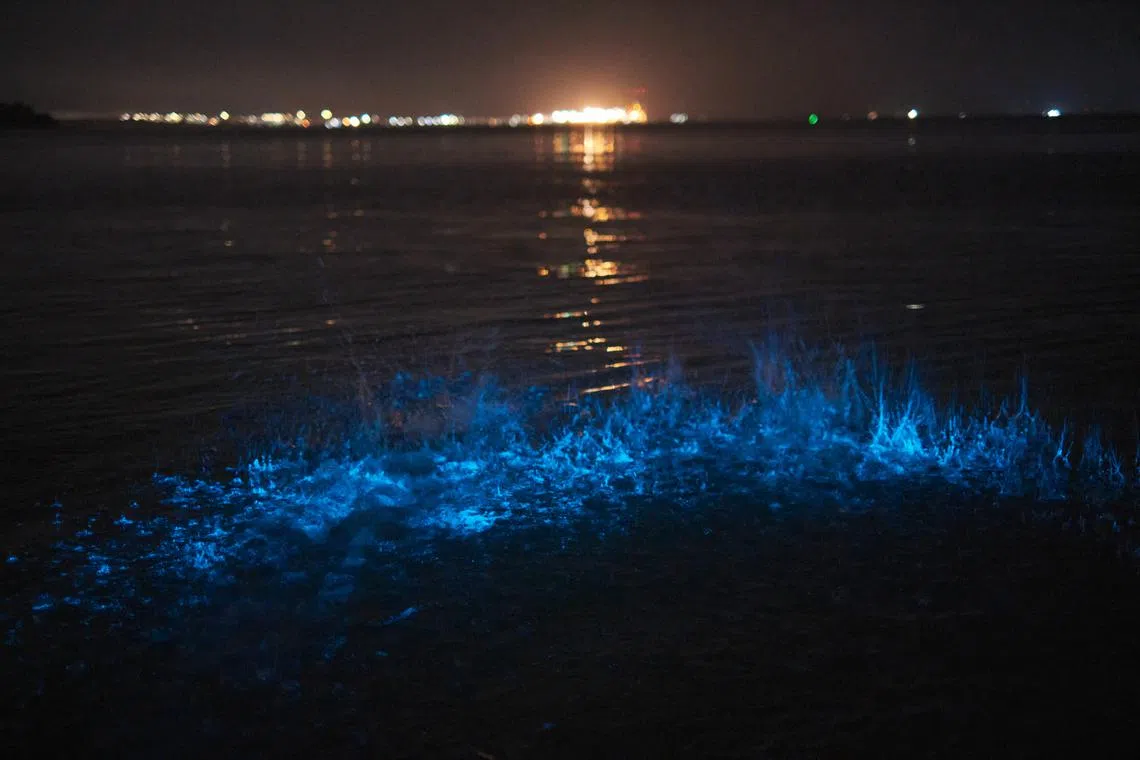 Bioluminescent waves at Changi Beach, on March 25, 2022. 