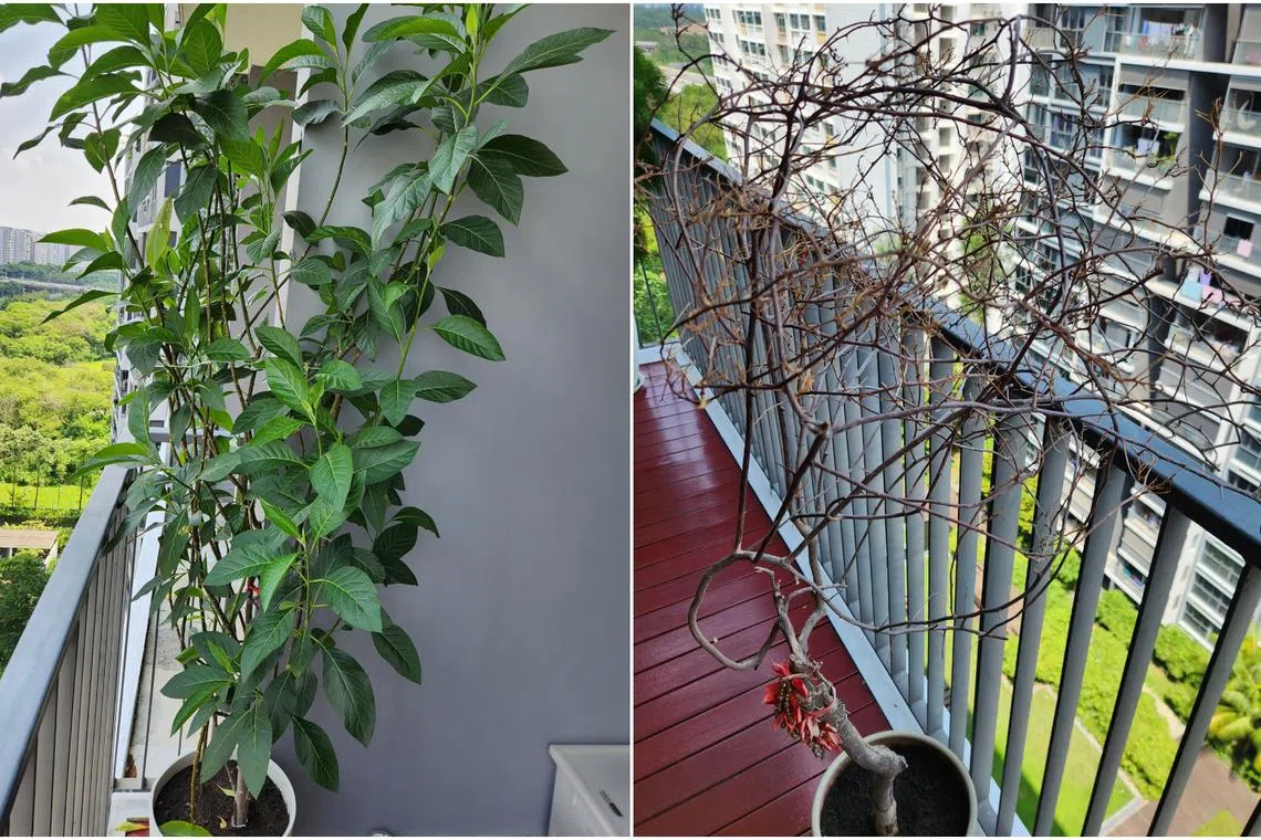 The Bitter Leaf plant (left) is somewhat overgrown, while the bougainvillea may be experiencing transplant shock.