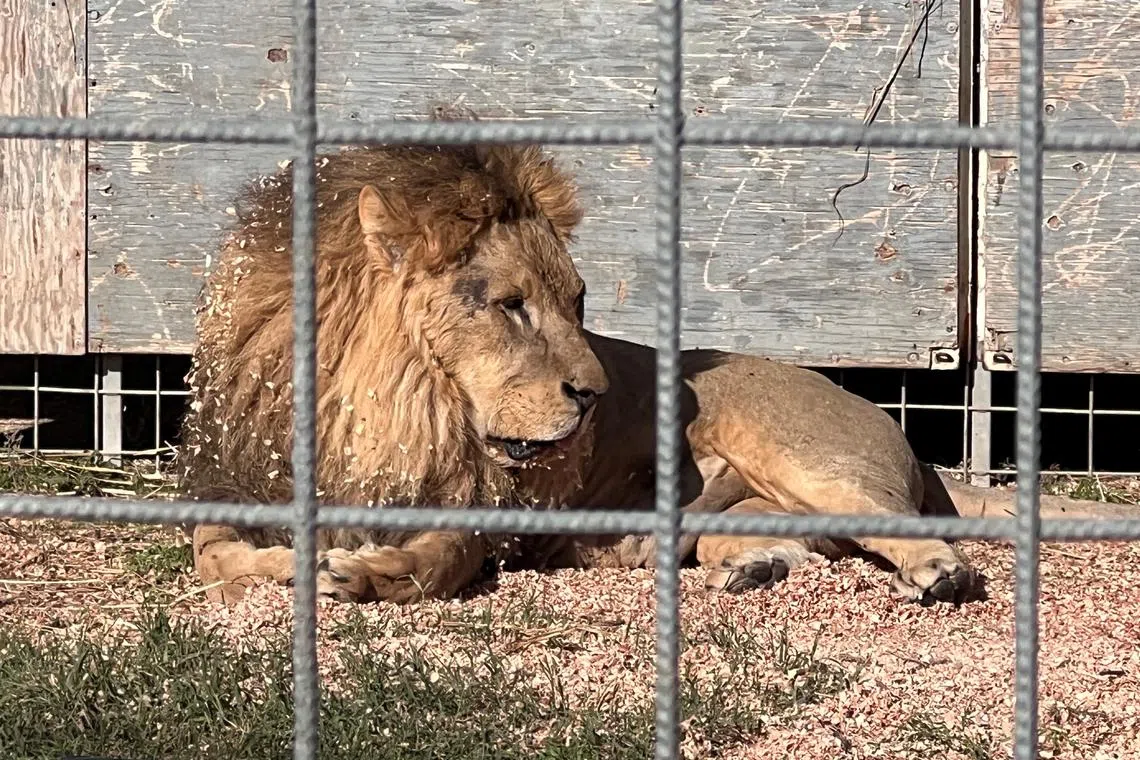 The adult lion, named "Kimba", was on the loose for around seven hours before he was sedated with an aesthetic dart.