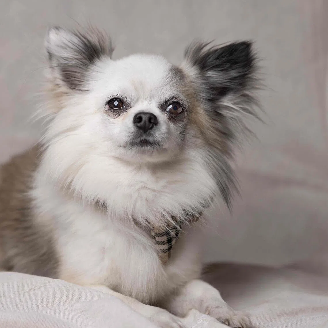 Chihuahuas may look cute, but they probably have some wolf in them. That is the discovery announced by US scientists on Nov 24, 2025 - nearly two-thirds of all dog breeds have a detectable amount of wolf DNA. 