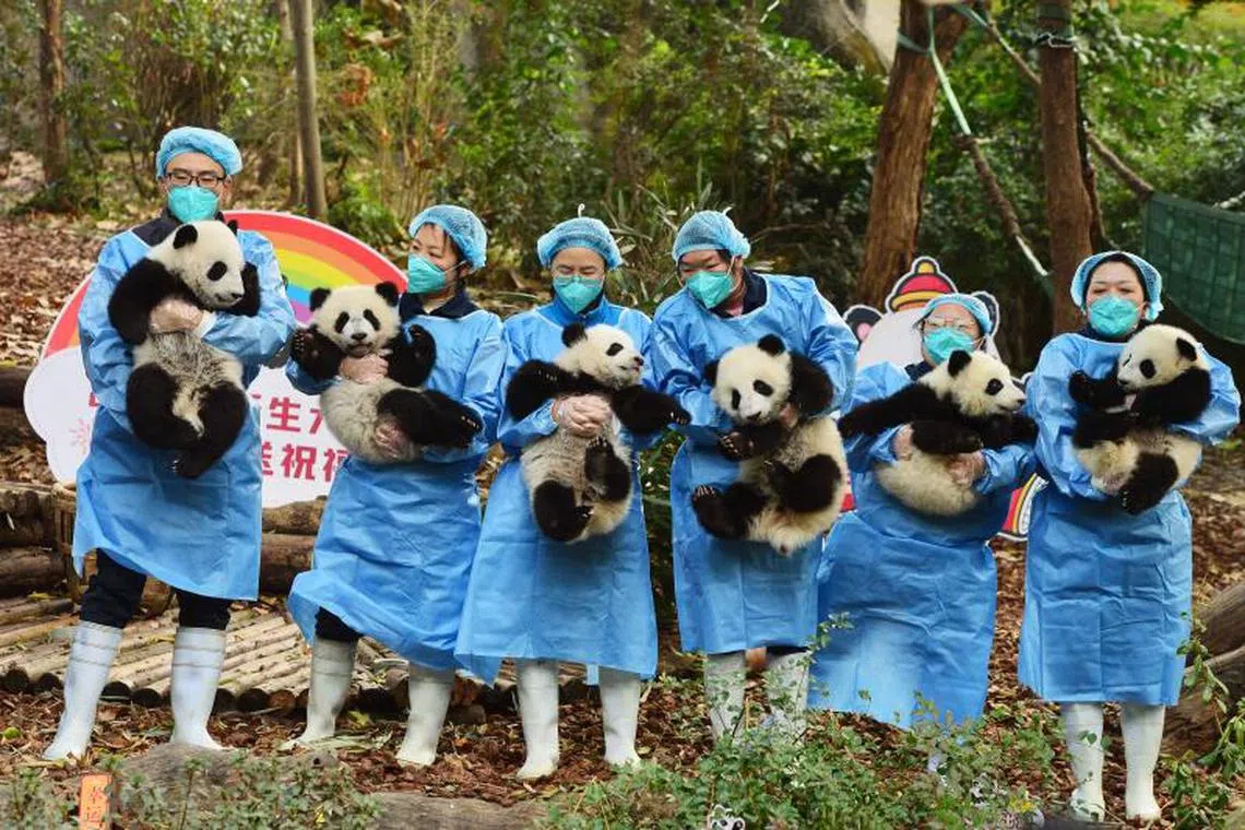 Panda keepers hold cubs while posing for photos ahead of the new year at the Chengdu Research Base of Giant Panda Breeding in Chengdu, China's southwestern Sichuan province on December 29, 2022. PHOTO : AFP