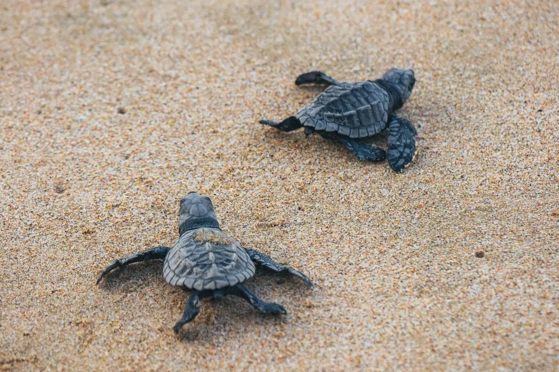 Sea turtles are protected under the Fisheries Act 1985 and other state laws.