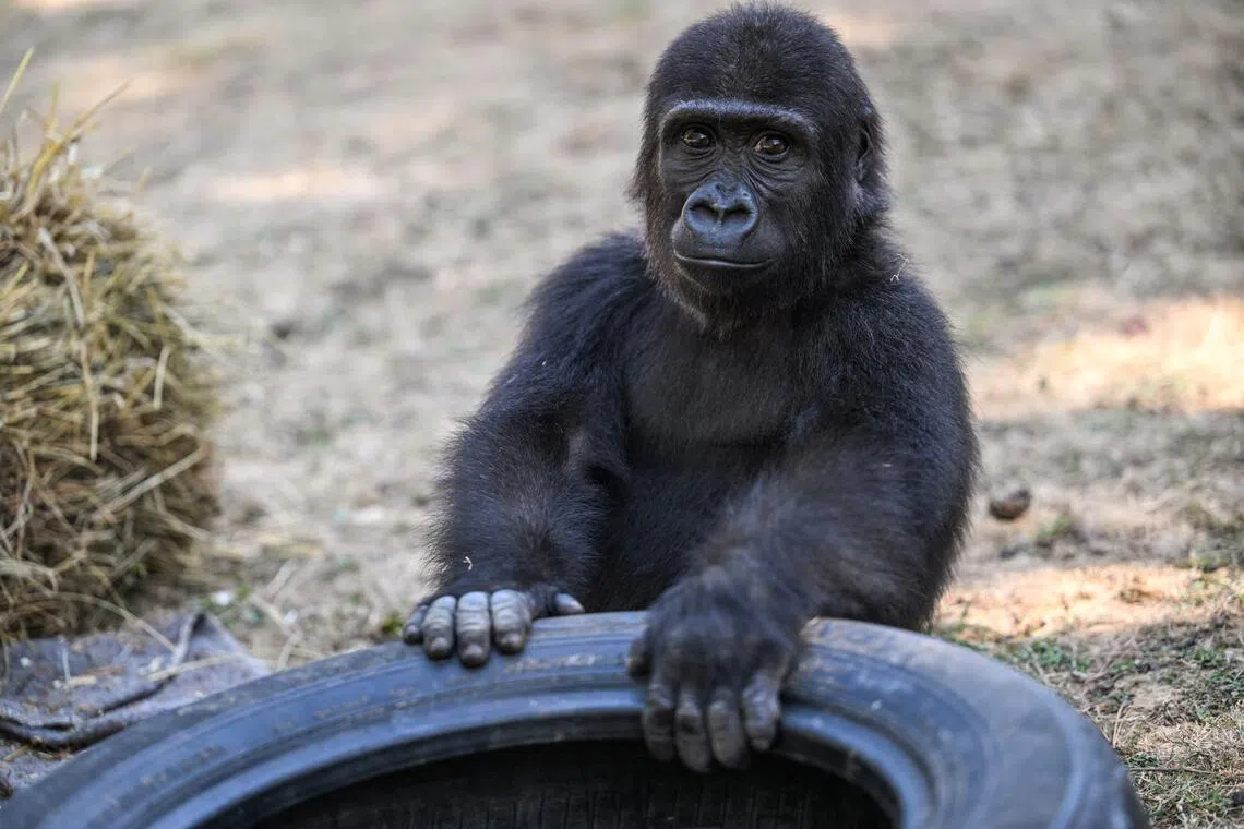 A baby Western lowland gorilla named Zeytin was five months old when he was discovered.