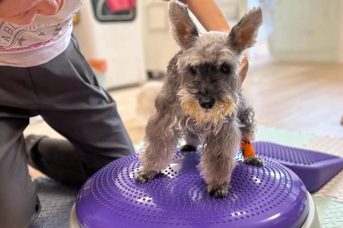 A Rico's Dog Fitness trial will be held at Pets & Plants Extravaganza at the Suntec Convention Centre from Jan 17 to 19, 2025.