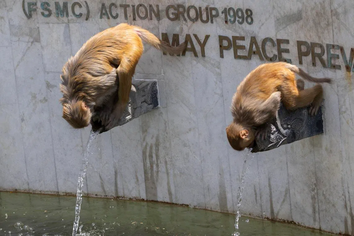 Monkeys drinking water from a stone tap at the Peace Pond at the Swayambhunath Stupa, which is a Buddhist monument and UNESCO World Heritage Site, during hot weather in Kathmandu, Nepal, on June 8, 2026. 