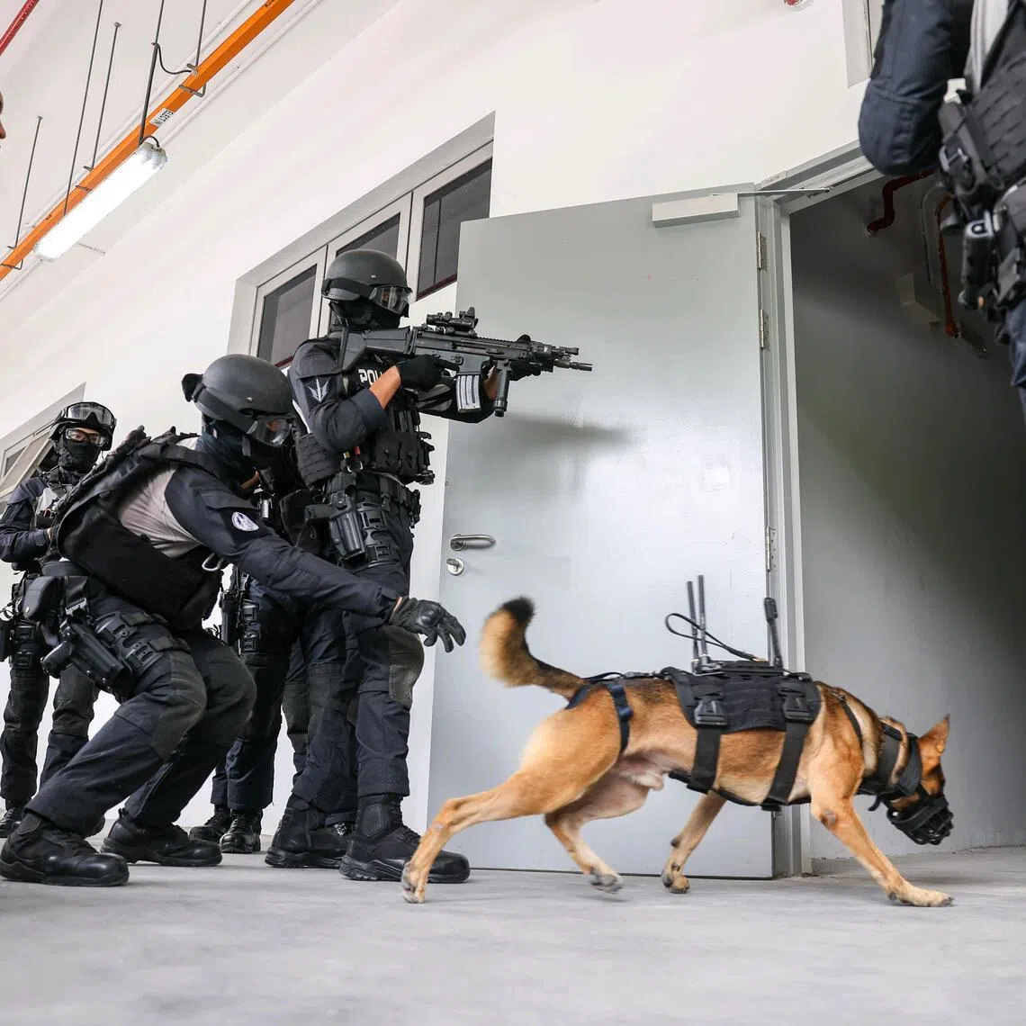 A new canine-mounted camera system provides tactical officers with greater situational awareness while reducing risks to officers, police dogs and members of the public.