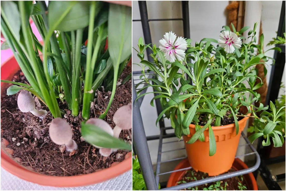 Mushrooms should not be eaten when their identities are not known. (Left) The China Pink's petals can be added to salads.