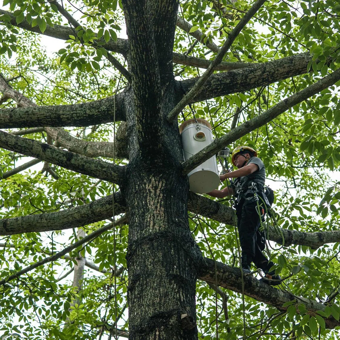 Urban animal habitat designer Harry Wong climbs up a cotton tree at Victoria Park in Causeway Bay, Hong Kong, to install an artificial nest box for yellow-crested cockatoos. 