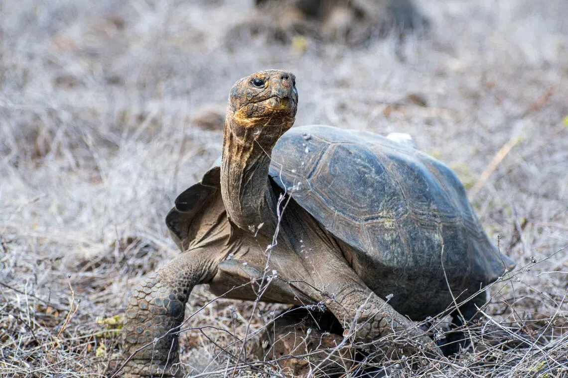 The 158 released tortoises come from the Fausto Llerena Breeding and Rearing Center on Santa Cruz Island.