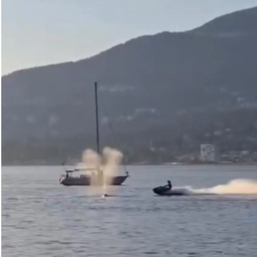 In a video widely circulated on social media, a fast-moving watercraft can be seen slamming into a grey whale as a portion of the animal broke the water surface.