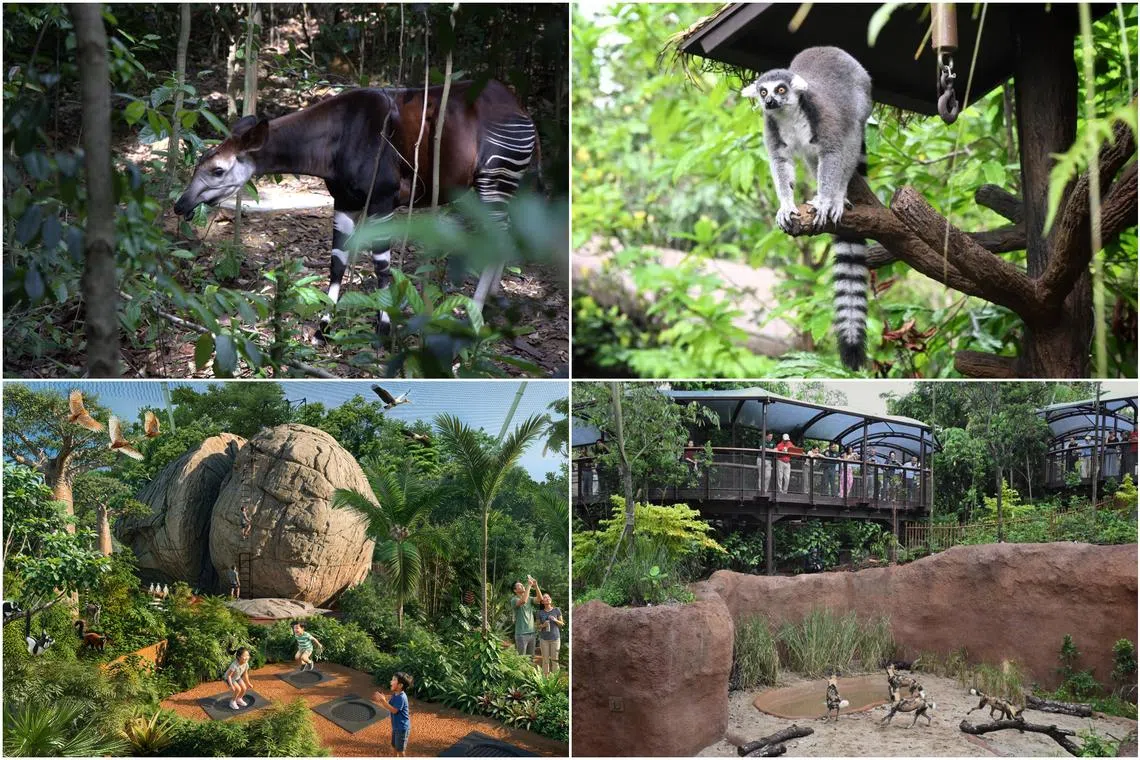 Rainforest Wild Adventure at Mandai fully open after launch of African-inspired zone