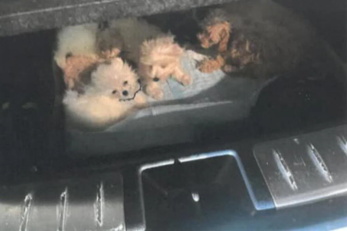 wwsmuggle23 - Puppies found in the upper tier of the spare tyre compartment. 


Byline: National Parks Board