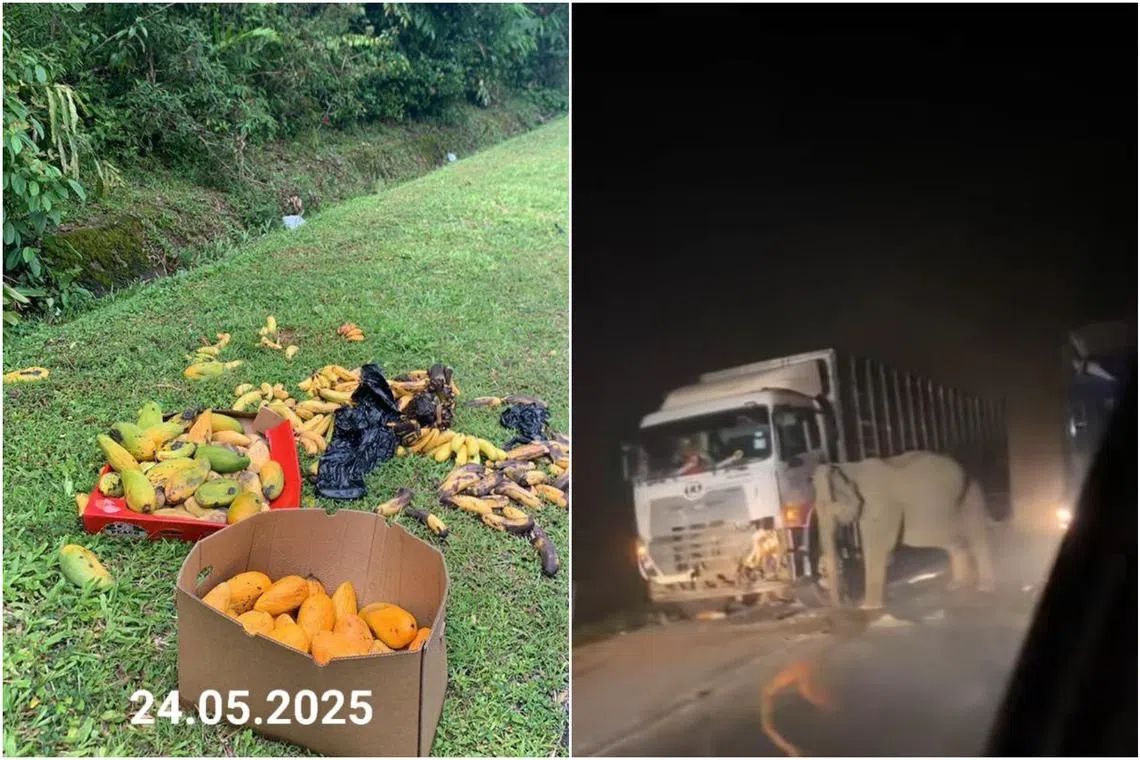 Videos of an elephant pressing her head against the side of the lorry as if to free her lifeless juvenile from under the vehicle tugged at the heartstrings of many.