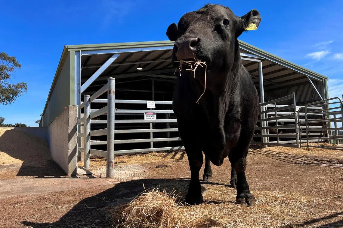 China’s bull semen market revival and herd upgrade | The Straits Times