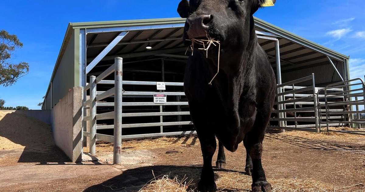 China is back in the bull semen market, but only the best will do