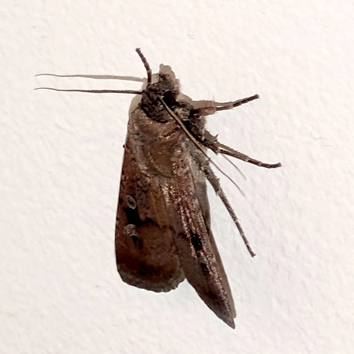 The great migration of the Bogong moth was once a yearly feature of the Australian spring.
