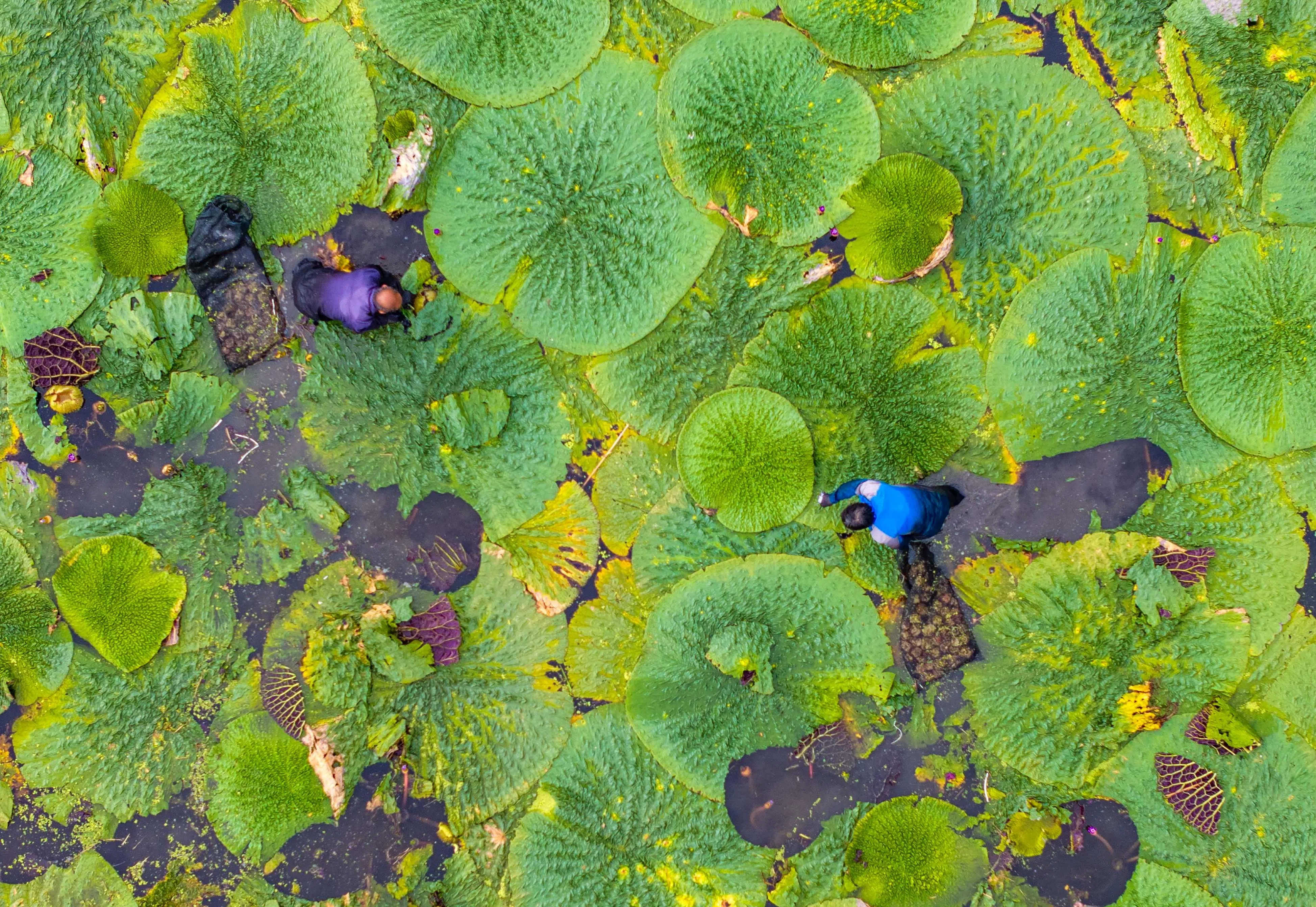 TOPSHOT - An aerial view of farmers harvesting gorgon fruit at Shenyu village in Taizhou, eastern China's Jiangsu province on August 21, 2026. (Photo by CN-STR / AFP) / China OUT