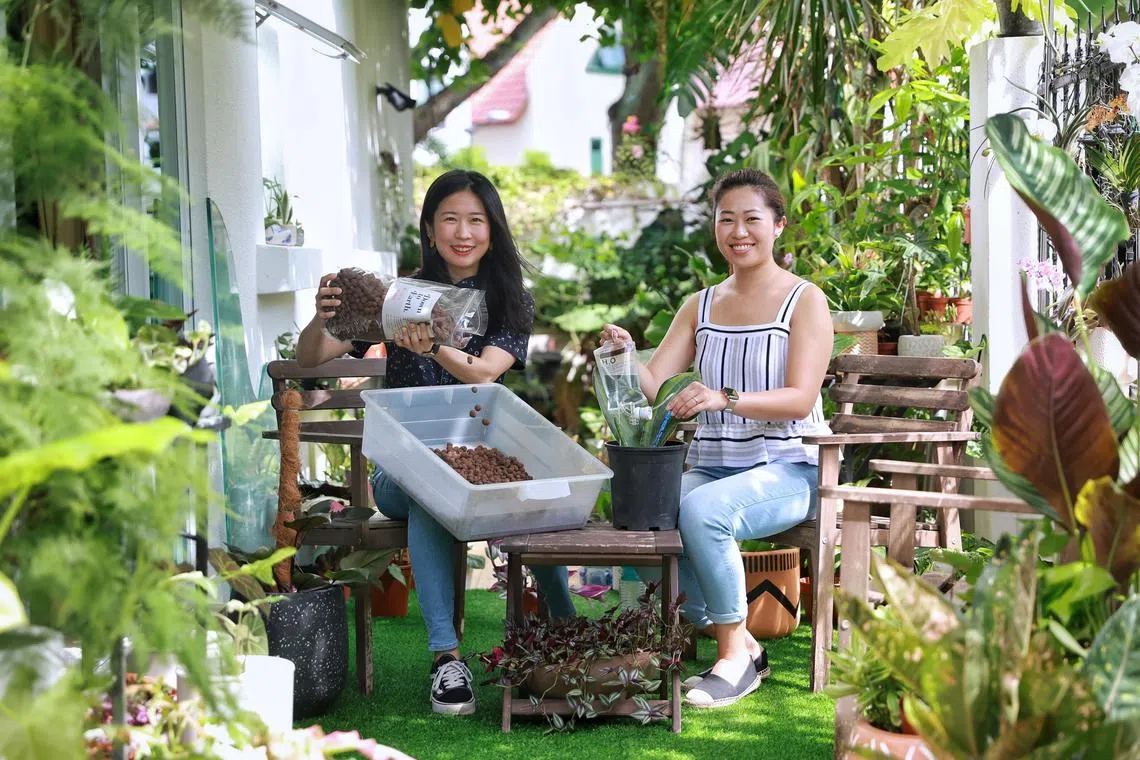 Travel correspondent Clara Lock (left) and Ms Claire Lim, 31-year-old brand director of plant boutique Tumbleweed, with plant care solutions such as LECA balls (left) and an "IV drip" self-watering system (right) for indoor plants.