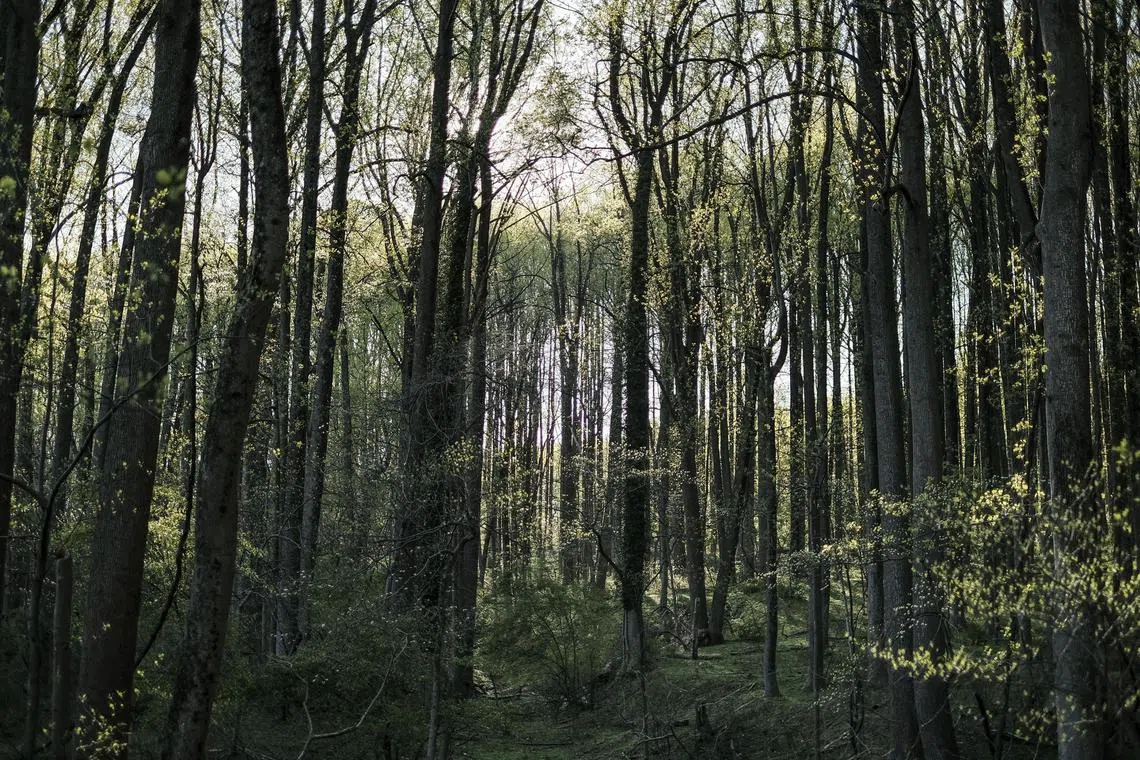 FILE — A stand of trees in Cromwell Valley Park, Baltimore, Md., April 22, 2020. “Natural asset companies” would put a market price on improving ecosystems, rather than on destroying them. (Gabriella Demczuk/The New York Times)