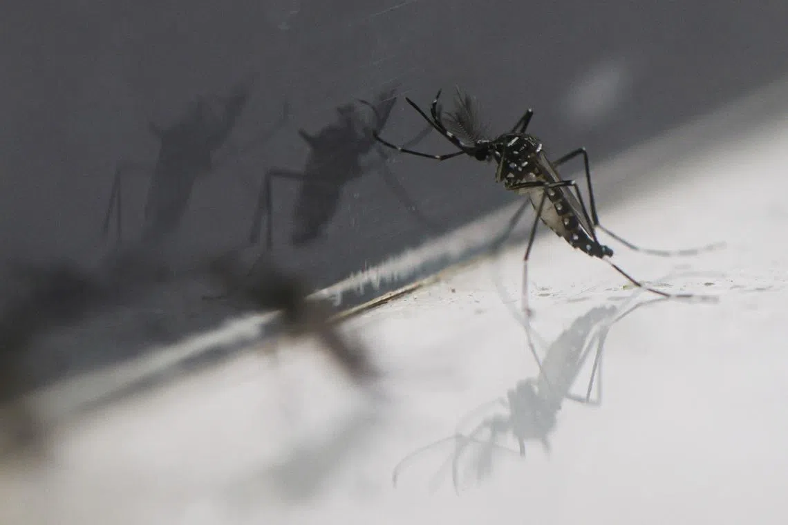 There have been more than 5 million dengue cases worldwide in 2024.