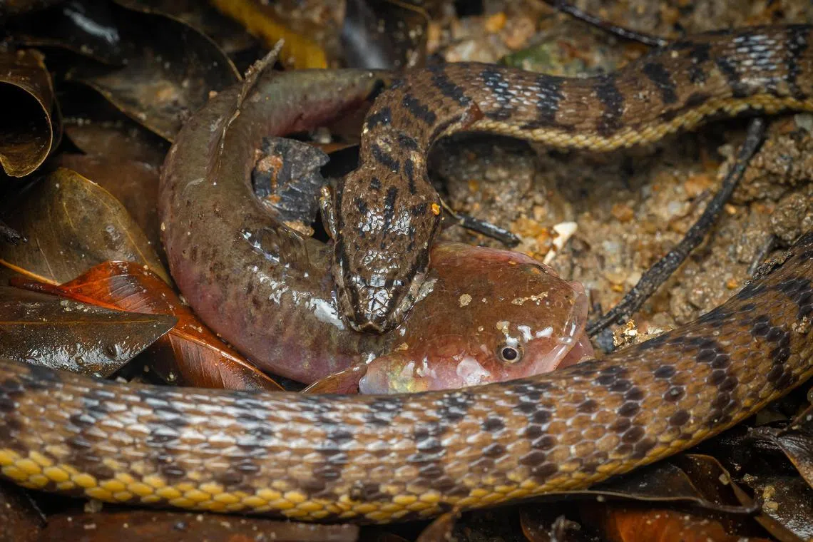 A dog-faced water snake biting a ladder gudgeon.