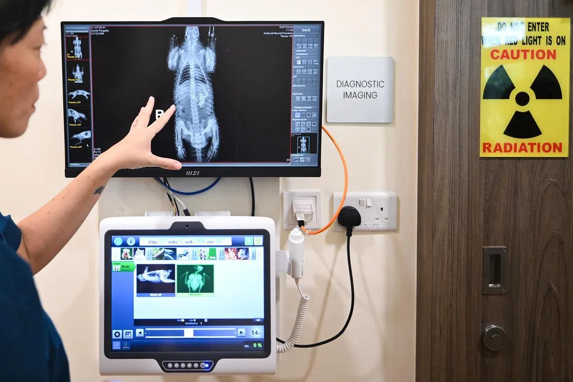 Head of Mandai Wildlife Centre, Dr Charlene Yeong, showing an X-ray of the Sunda pangolin outside the Diagnostic Imaging room at the new Mandai Wildlife Centre on July 2.