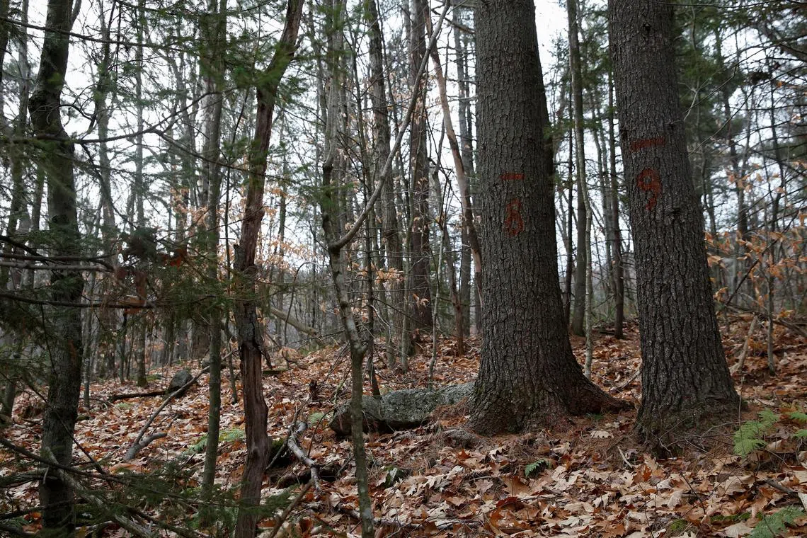 Markings made during a carbon content assessment are seen on trees in the Hersey Mountain Wilderness.
