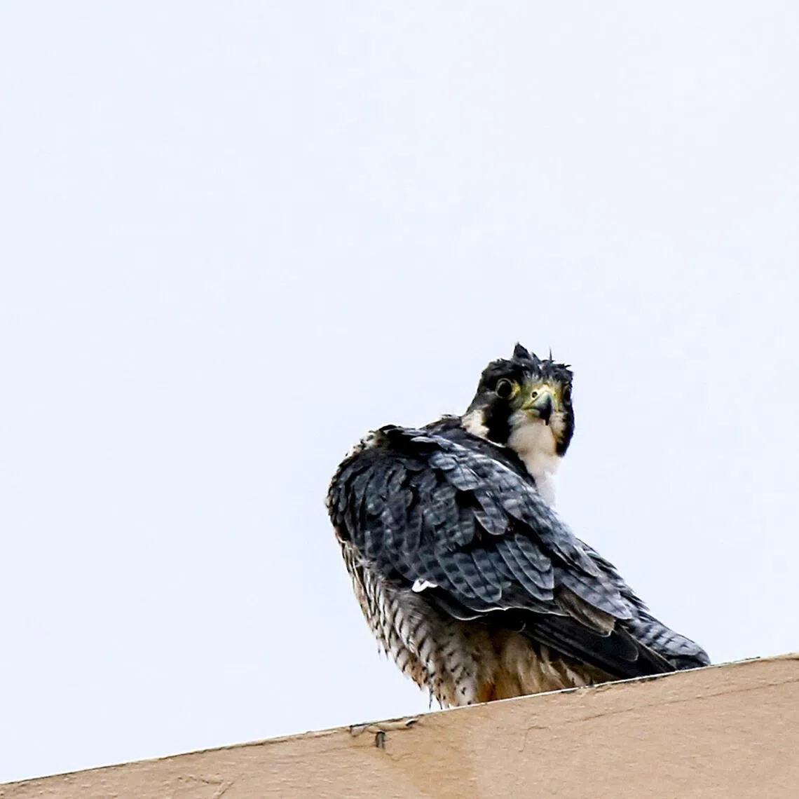 llfalcon - Falcon.
ST PHOTO: LINETTE LAI