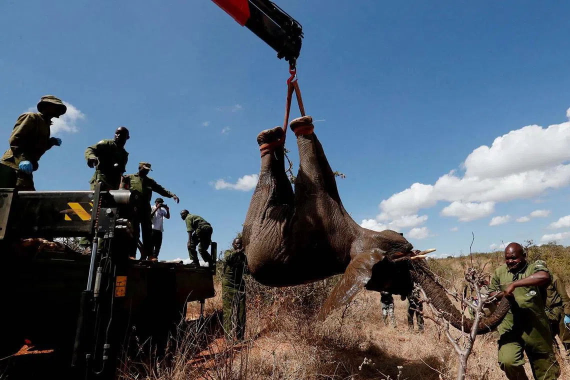 Kenya Wildlife Service (KWS) rangers loading a tranquilized elephant onto a truck during a translocation exercise from the Mwea National Reserve to the Aberdare National Park, in Embu County, Kenya Oct 14, 2024. 