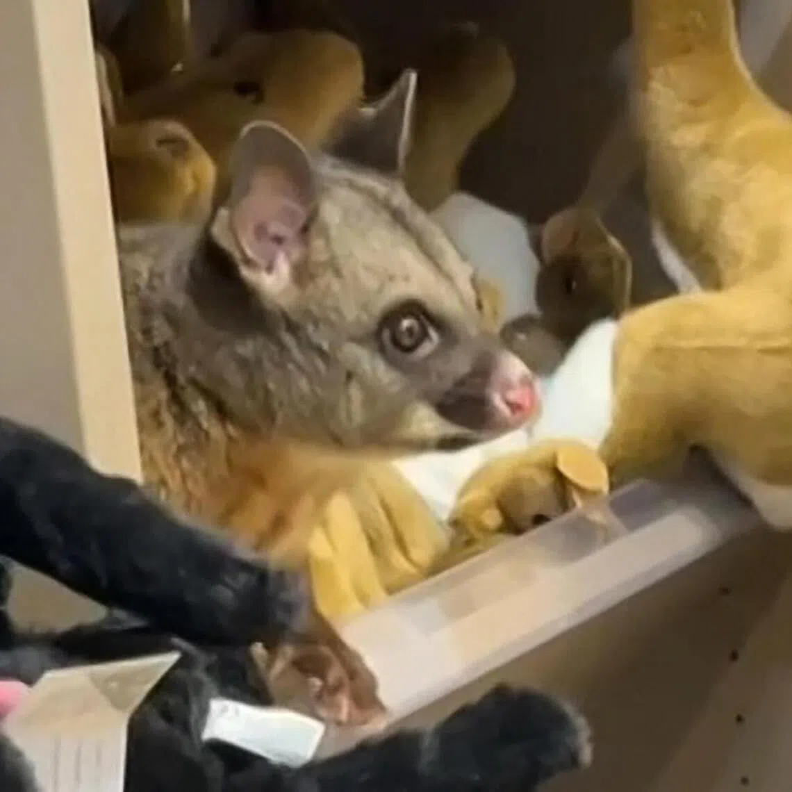 Staff at Hobart Airport in Australia’s Tasmania state said the disoriented marsupial was spotted among the stuffed toys on March 18.