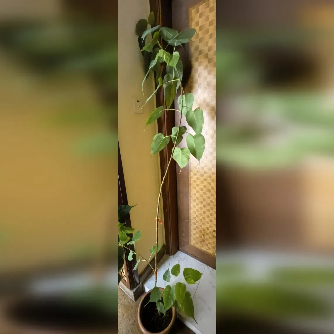 The Bodhi Fig thrives in a sunny location with well-draining soil.