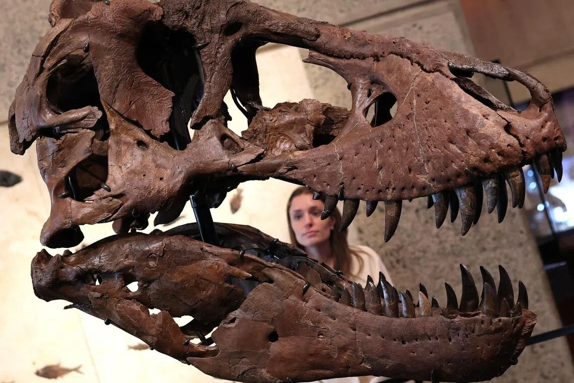 The head of "Gus", part of a Tyrannosaurus Rex skeleton, one of the largest T. rex ever found, is pictured during a press preview at the Sotheby's Breuer building in New York, on July 1, 2026. The 67-million-year-old skeleton, found during an excavation on private land in South Dakota and comprising 183 fossil bones, representing up to 80% of the animal’s total bone mass, making it one of the most complete T. rex fossils ever found, will be put to auction as part of the "Summer Season at the Breuer" from late June through mid-August 2026. (Photo by TIMOTHY A. CLARY / AFP)