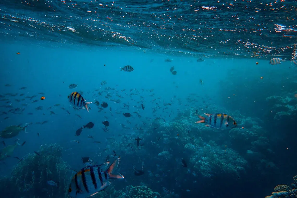 More than 98 per cent of marine biomass comprises plankton and other microbial organisms invisible to the naked eye.