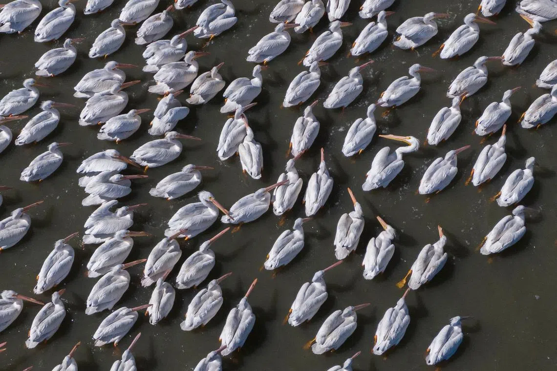American white pelicans resting on the island of Petatan in the municipality of Cojumatlan de Regules, Michoacan state, Mexico on Feb 23, 2024. 