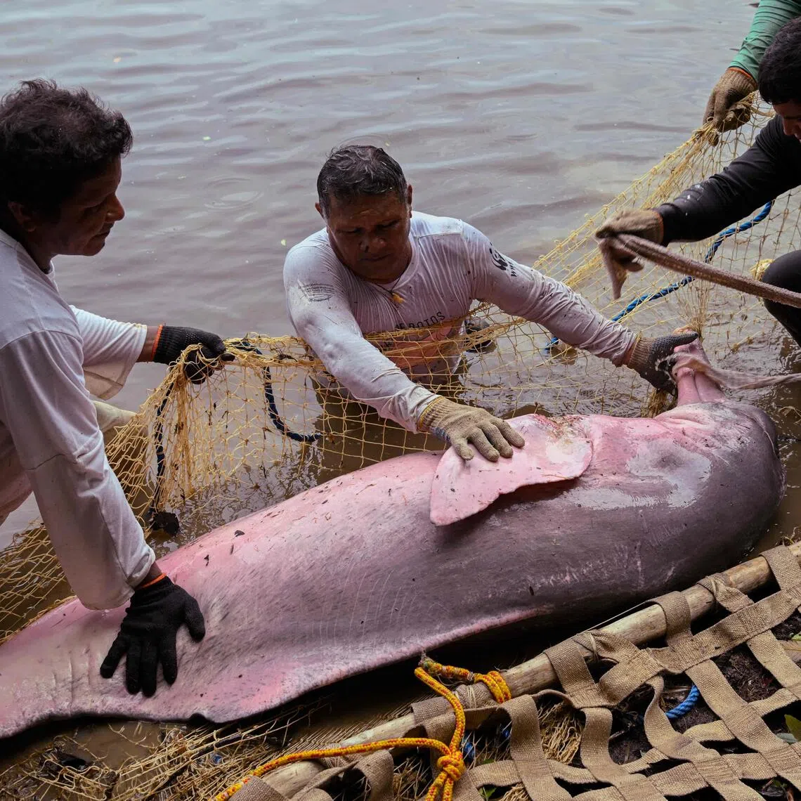 Local fishermen and researchers restraining a dolphin to monitor its health, in Lake Amana, near Tefe, Brazil, on Sept 25.