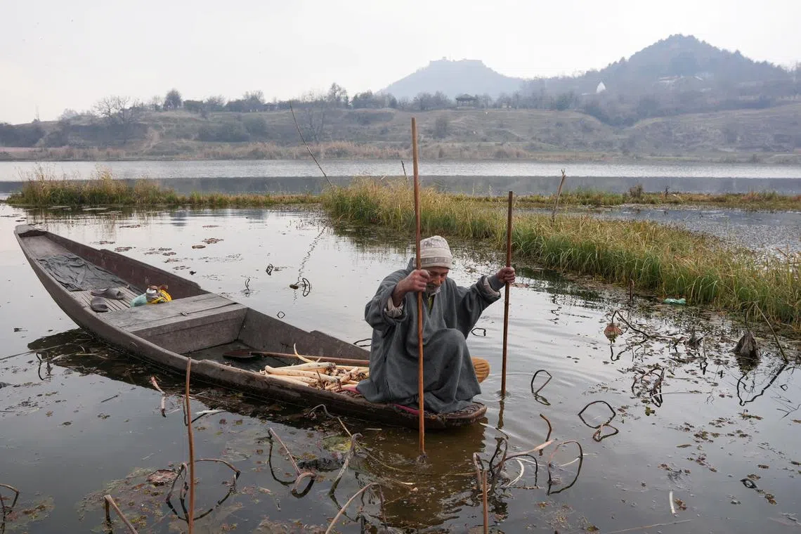 A Kashmiri man using a stick with a metal hook while harvesting lotus stems locally known as “Nadur” at Nigeen Lake in Srinagar, Dec 12, 2024. 