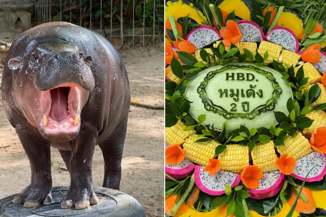 Khao Kheow Open Zoo will celebrate Moo Deng’s second birthday from July 10–12.