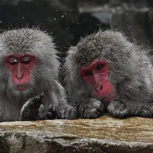 The same-sex behaviour among animals was so widespread indicates it has a "deep evolutionary root", the study said.