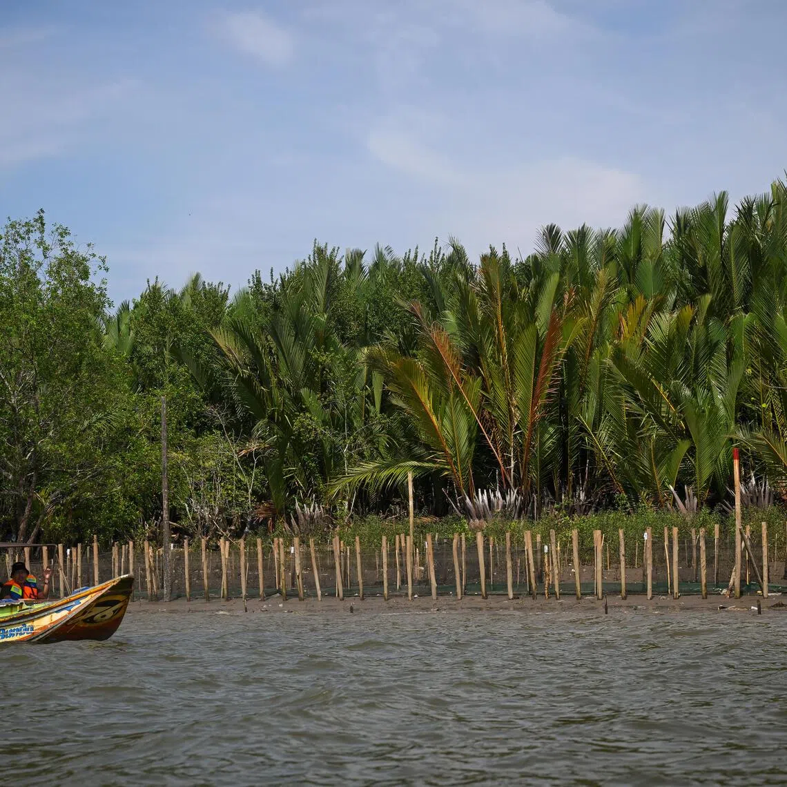 A tree adoption site in South Sumatra, Indonesia, where mangrove seedlings have been planted. 