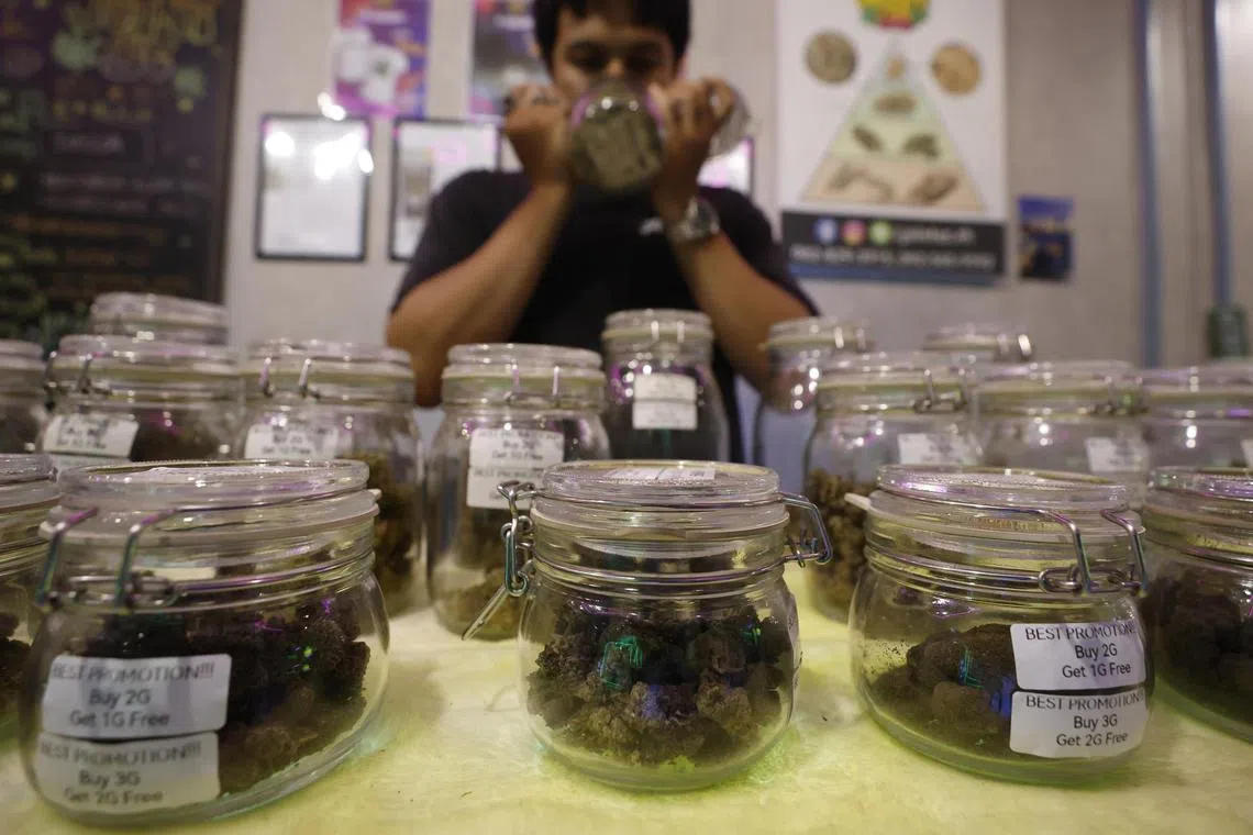 A vendor checking cannabis aroma for sale at a popular tourist area in Bangkok on May 9, 2024.