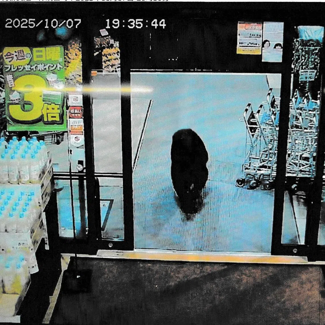 CCTV camera footage of a bear walking inside a supermarket in Numata, Gunma prefecture. Bears have killed a record nine people in Japan this year, the highest since 2006 when the survey started.