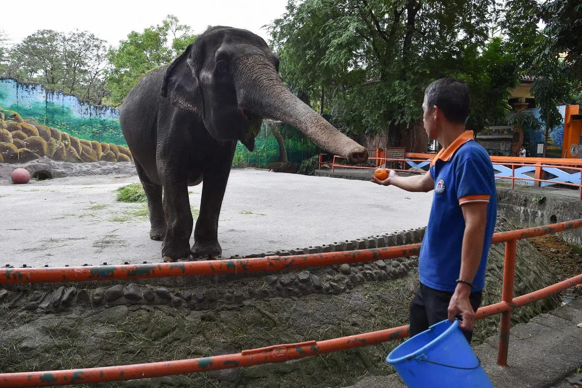 The Manila zoo's chief vet said that Mali could have died of heart failure.
